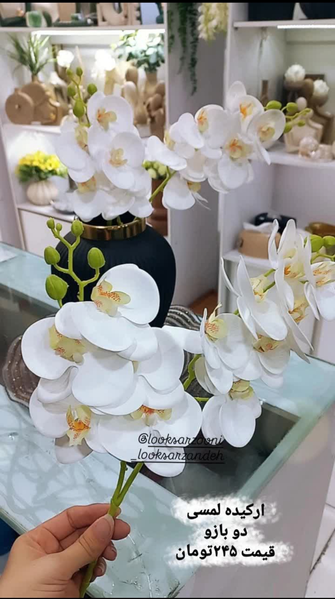 گل ارکیده دوبازو